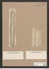 Navicula heroina D. Schum. (de-Toni-Nr.: Genus 1, Species 147) Zeichnungen Sammlung Grunow Nr. 453 (NHMW-BOT-W0366776)